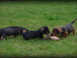 Chiots Teckel à poil dur à vendre