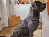 Chiot Cane Corso