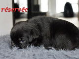 Chiot Cane Corso