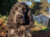 Mâle Cocker Anglais disponible pour saillie