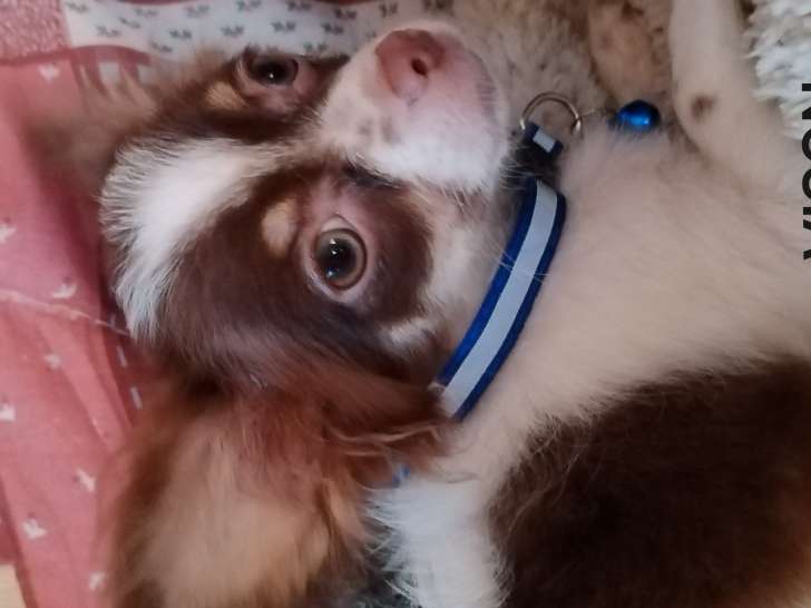 Chiots de type Chihuahua à poil long à vendre