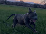 Chienne Staffie LOF bleue de 3 ans et demi à vendre