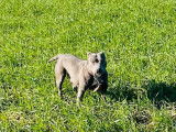 Chienne Staffie LOF bleue de 3 ans et demi à vendre