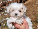 Des chiots Bichons Maltais LOF blancs à réserver