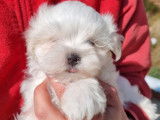 Des chiots Bichons Maltais LOF blancs à réserver