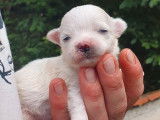 Des chiots Bichons Maltais LOF blancs à réserver