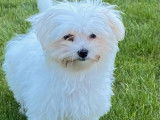 Des chiots Bichons Maltais LOF blancs à réserver