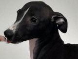 Chiot m&acirc;le Whippet LOF noir et blanc disponible