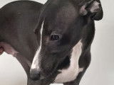 Chiot m&acirc;le Whippet LOF noir et blanc disponible