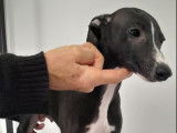 Chiot m&acirc;le Whippet LOF noir et blanc disponible