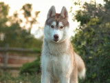 Chien Husky Sibérien LOF de 15 mois sable à vendre