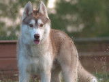 Chien Husky Sibérien LOF de 15 mois sable à vendre