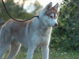 Chien Husky Sibérien LOF de 15 mois sable à vendre