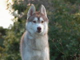 Chien Husky Sibérien LOF de 15 mois sable à vendre