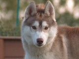 Chien Husky Sibérien LOF de 15 mois sable à vendre