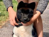 Chiot femelle Akita Américain LOF bicolore à vendre