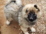 2 chiots Eurasiers LOF à vendre