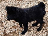 2 chiots Eurasiers LOF à vendre