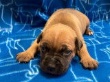 5 chiots Staffies LOF, de janvier 2024, à réserver