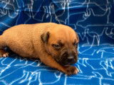 5 chiots Staffies LOF, de janvier 2024, à réserver
