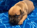 5 chiots Staffies LOF, de janvier 2024, à réserver