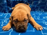 5 chiots Staffies LOF, de janvier 2024, à réserver