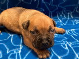 5 chiots Staffies LOF, de janvier 2024, à réserver