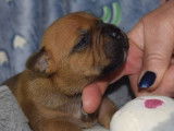 À réserver : 8 chiots Staffies LOF, de février 2024