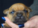 À réserver : 8 chiots Staffies LOF, de février 2024