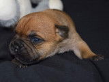 À réserver : 8 chiots Staffies LOF, de février 2024