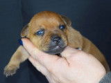 À réserver : 8 chiots Staffies LOF, de février 2024