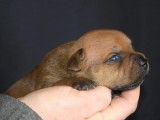 À réserver : 8 chiots Staffies LOF, de février 2024