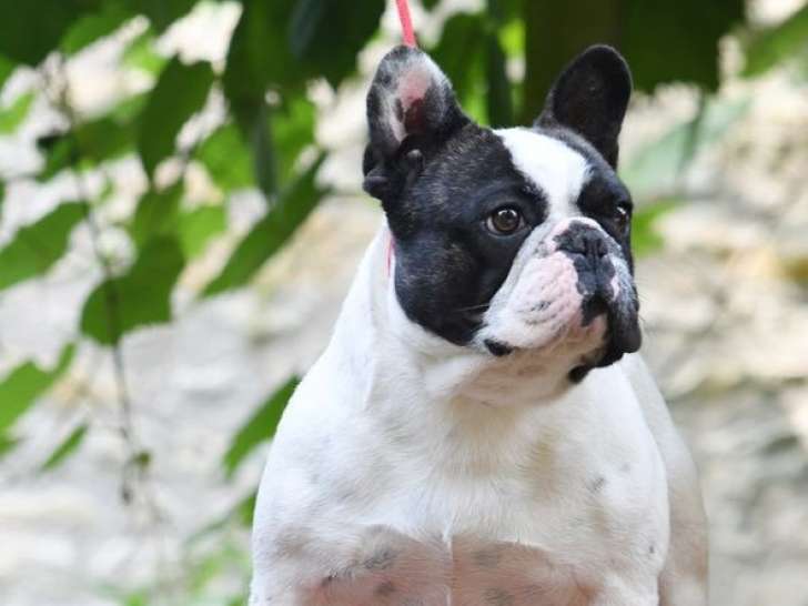 À vendre : chien Bouledogue Français LOF bicolore de décembre 2021