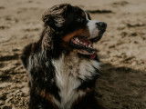 Mâle Bouvier Bernois LOF de 2 ans disponible pour saillie