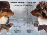 Chiot Berger Australien LOF à vendre