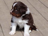 Chiot Berger Australien LOF à vendre