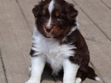 Chiot Berger Australien LOF à vendre