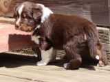 Chiot Berger Australien LOF à vendre