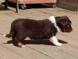 Chiot Berger Australien LOF à vendre