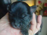 Chiots chihuahua né le 25 04 2026