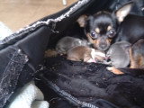 Ma femelle noire, Brun et blanc avec les 3 chiots