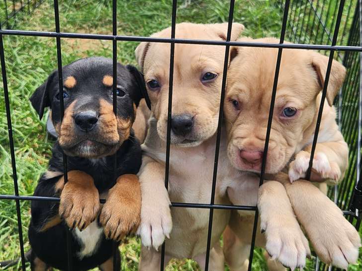 Chiots Staffordshire Bull Terrier à vendre