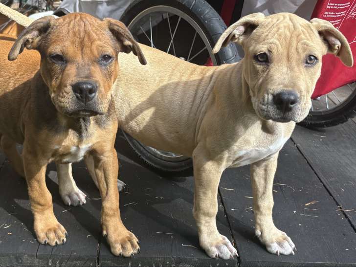 Chiots Staffordshire Bull Terrier à vendre