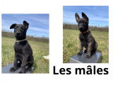 Chiots Berger Hollandais (4 femelles & 4 mâles)