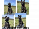 Chiots Berger Hollandais (4 femelles & 4 mâles)
