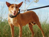 CLOTI, chienne de 11 kg de tendresse
