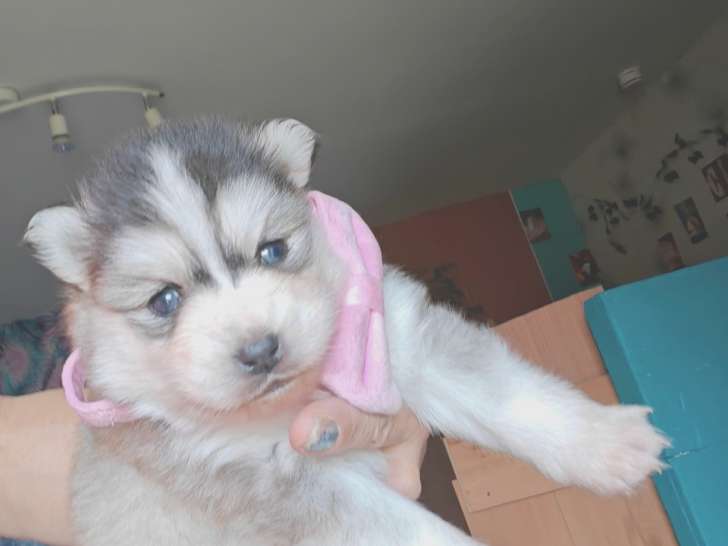 Chiots Pomsky F4 miniatures à vendre
