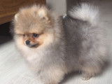4 chiots Poméraniens Miniatures LOF à acheter