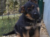 3 chiots Bergers Allemands noirs et feu disponibles à la vente (LOF)