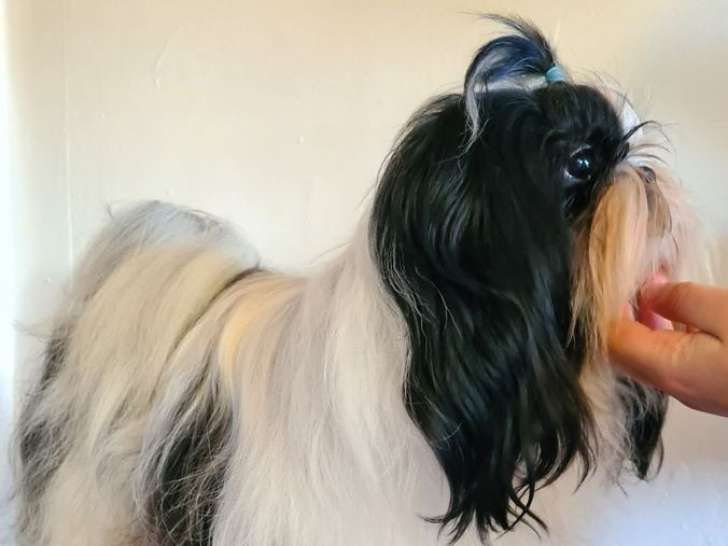 Un chien Shih Tzu bicolore LOF de 2 ans à vendre